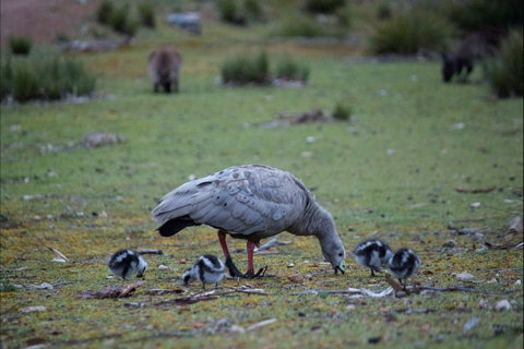 Mays Homestead - Flinders Chase National Park - Hervey Bay Accommodation 1