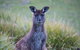 Mays Homestead - Flinders Chase National Park - thumb 2