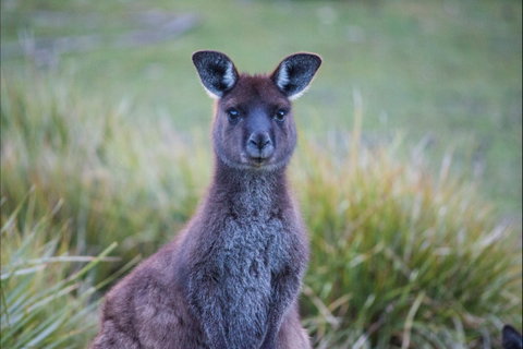 Mays Homestead - Flinders Chase National Park - Hervey Bay Accommodation 2