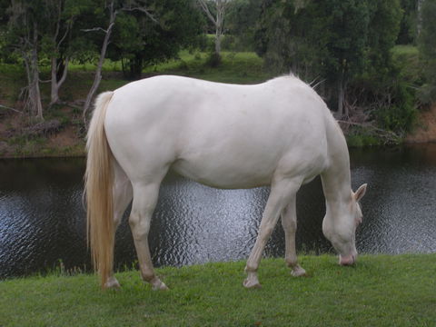 Imbil Bridge Farm And Homestead - Hervey Bay Accommodation 1