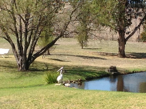 Sapphire City Caravan Park - Hervey Bay Accommodation 2