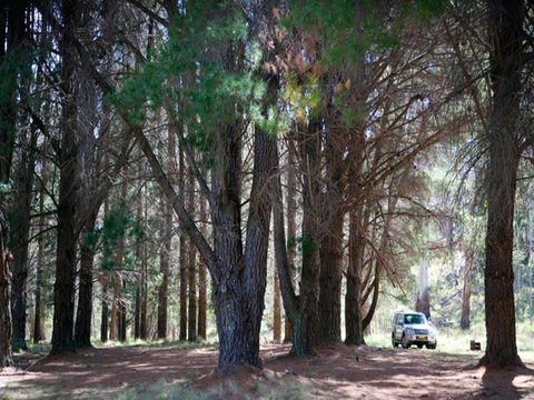 The Pines Campground - Hervey Bay Accommodation 1