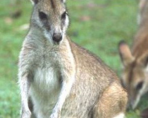 Koala Villas And Caravan Park - Hervey Bay Accommodation 5