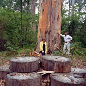 Northcliffe Bibbulmun Break Motel - Hervey Bay Accommodation 4