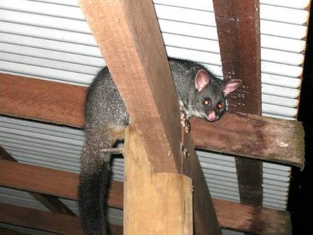 Pemberton  Forrest Cottages  - Hervey Bay Accommodation 0