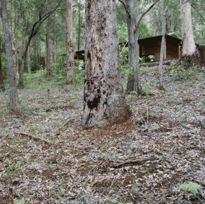 Pemberton  Forrest Cottages  - Hervey Bay Accommodation 2