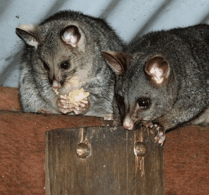 Pemberton  Forrest Cottages  - Hervey Bay Accommodation 4