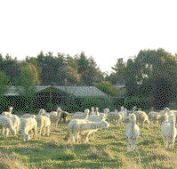 Glenhope Alpacas Self Contained Bb/farmstay - Hervey Bay Accommodation