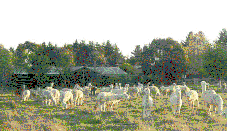 Glenhope Alpacas Self Contained B&b/farmstay - Hervey Bay Accommodation 0