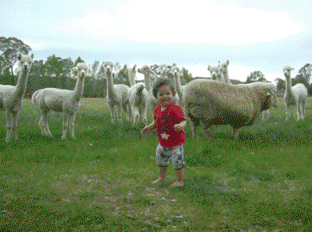 Glenhope Alpacas Self Contained B&b/farmstay - Hervey Bay Accommodation 5