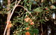 Misty Valley Country Cottages - thumb 5