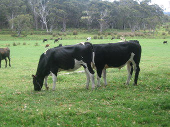 Meerup Springs Farmstay - Hervey Bay Accommodation 1