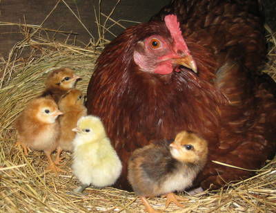 Meerup Springs Farmstay - Hervey Bay Accommodation 4