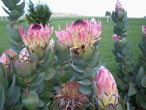 Stargazers - Hervey Bay Accommodation 3