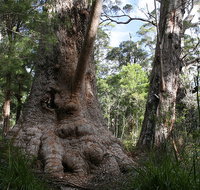 Valley of the Giants Cottage - Hervey Bay Accommodation