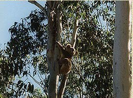 Bush Haven - Hervey Bay Accommodation 1
