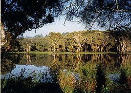 Bush Haven - Hervey Bay Accommodation 3