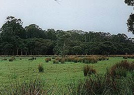 Bush Haven - Hervey Bay Accommodation 4
