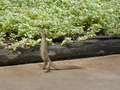 Town Caravan Park - Hervey Bay Accommodation 3