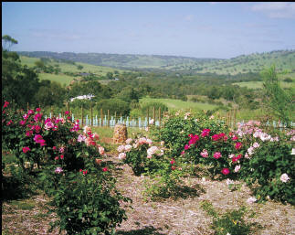 Pecan Hill - Hervey Bay Accommodation 1