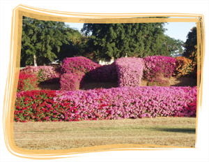 Capricorn Holiday Park - Hervey Bay Accommodation 3