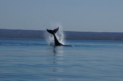 Ningaloo Bed And Breakfast - Hervey Bay Accommodation 2