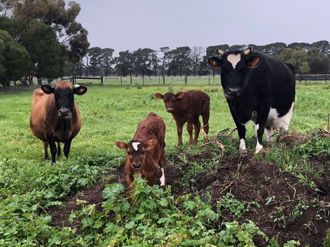 Torquay Farmstay Studio Truck - Tourism Hervey Bay 2