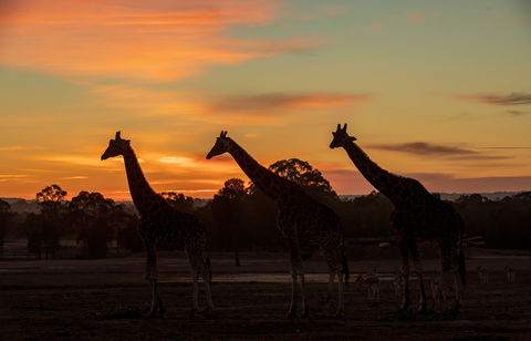 Zoofari Lodge, Taronga Western Plains Zoo Dubbo - Hervey Bay Accommodation 1