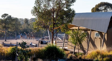 Zoofari Lodge, Taronga Western Plains Zoo Dubbo - Hervey Bay Accommodation 2