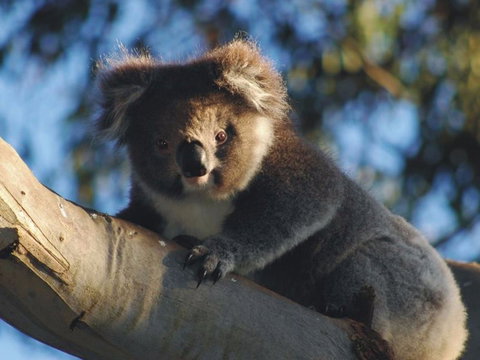 Bimbi Park Camping Under Koalas - Hervey Bay Accommodation 0