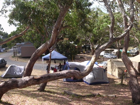 Bimbi Park Camping Under Koalas - Hervey Bay Accommodation 1