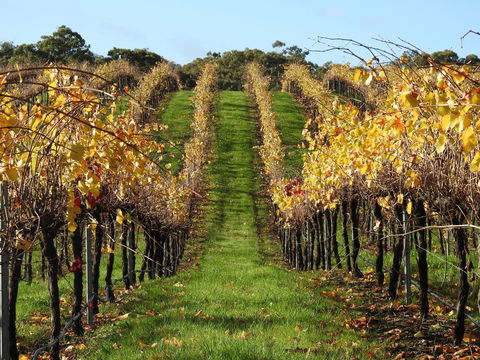 Miners Ridge Vineyard Railway Carriage B&B - Hervey Bay Accommodation 1