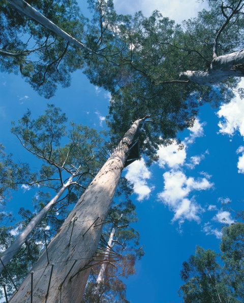 Drafty's Camp At Warren National Park - Hervey Bay Accommodation 2