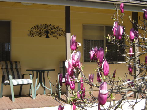 Figtree Cottage - Hervey Bay Accommodation 1