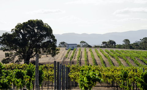 Hounds Run Vineyard - Hervey Bay Accommodation 1