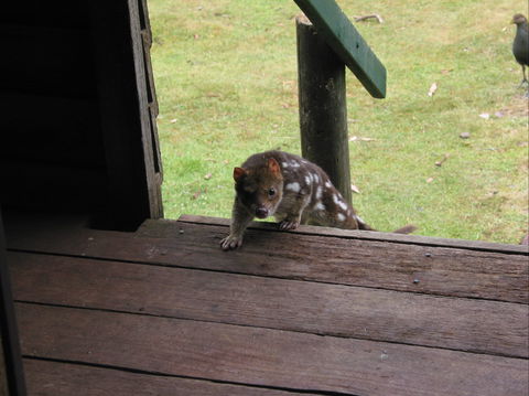 Mountain Valley Wilderness Holidays - Hervey Bay Accommodation 2