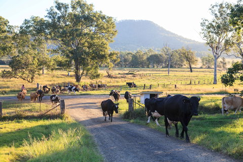 Tommerups Dairy Farmstay - Tourism Hervey Bay 0