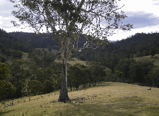 Yasuragi Cabins - Hervey Bay Accommodation 1