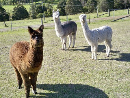 Sunrise Bed & Breakfast - Hervey Bay Accommodation 5