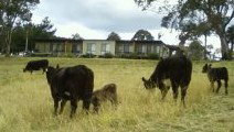 Bumblebrook Farm Motel - Hervey Bay Accommodation 1