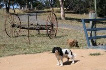 Bumblebrook Farm Motel - Hervey Bay Accommodation 5