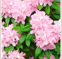 Cambridge Cottages - Tourism Hervey Bay