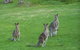 Sunway Farm B And B And Tours - thumb 1