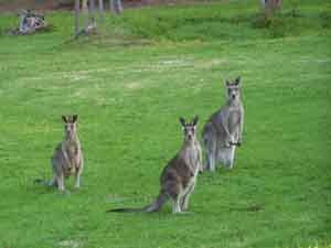 Sunway Farm B And B And Tours - Hervey Bay Accommodation 1