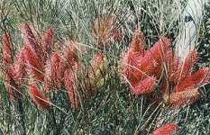 Wartook Gardens - Hervey Bay Accommodation 2