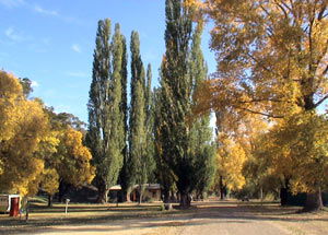 Omeo Caravan Park - Hervey Bay Accommodation 0