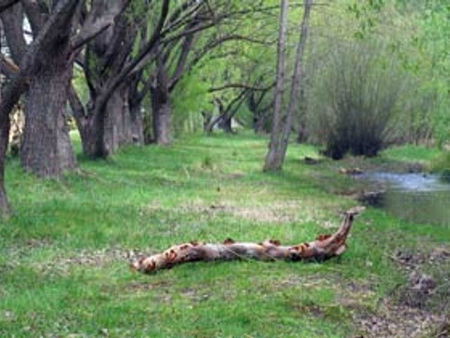 Omeo Caravan Park - Hervey Bay Accommodation 3