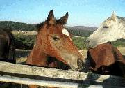 Wombalano Country Retreat - Hervey Bay Accommodation 1
