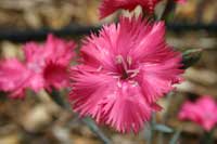 Canadian Lodge - Hervey Bay Accommodation 1