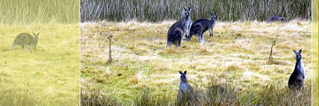 Waterholes Guest House - Hervey Bay Accommodation 5